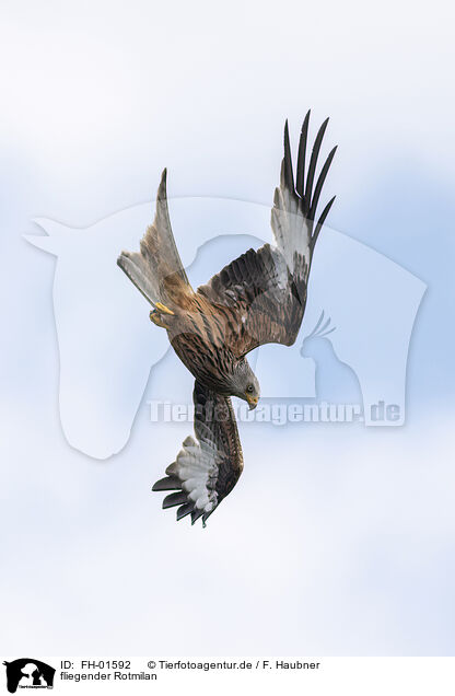 fliegender Rotmilan / flying Red Kite / FH-01592