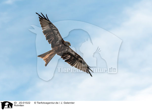 Rotmilan / red kite / JG-01022