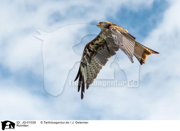 Rotmilan / red kite / JG-01026