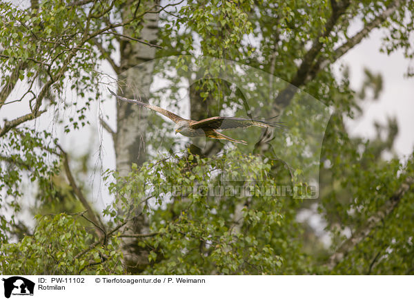Rotmilan / red kite / PW-11102