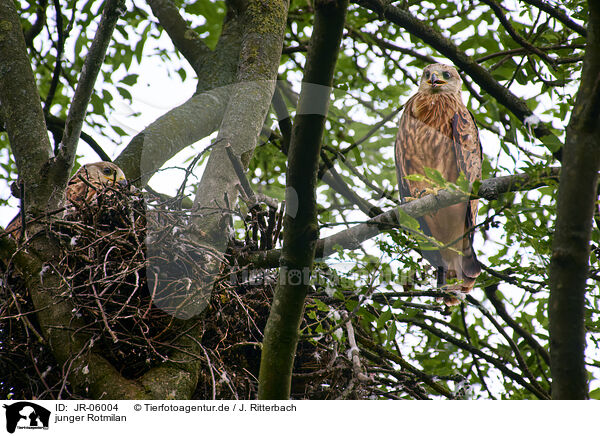 junger Rotmilan / young red kite / JR-06004