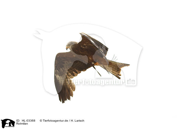 Rotmilan / red kite / HL-03368