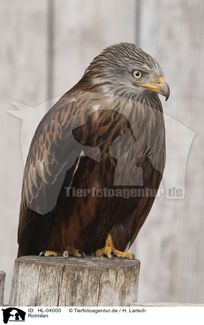 Rotmilan / red kite / HL-04000