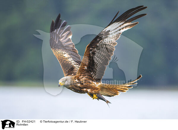 Rotmilan / red kite / FH-02421