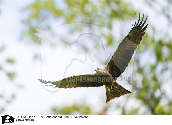 Schwarzmilan / black kite / DMS-14571