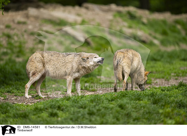 Timberwolf / deer wolf / DMS-14581