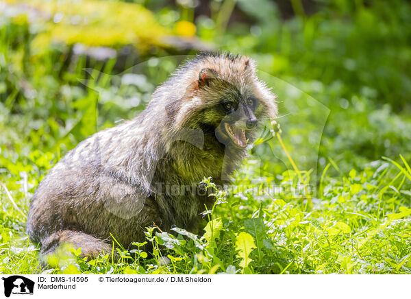 Marderhund / raccoon dog / DMS-14595