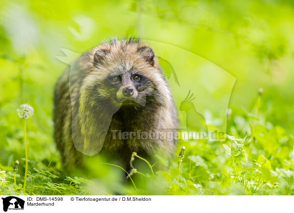 Marderhund / raccoon dog / DMS-14598