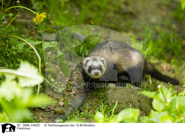 Frettchen / ferret / DMS-14625