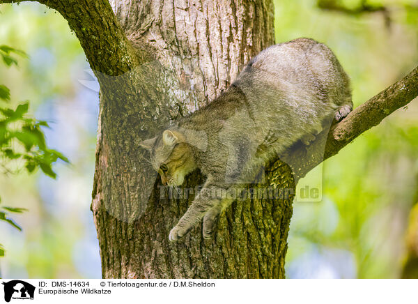 Europische Wildkatze / european wildcat / DMS-14634