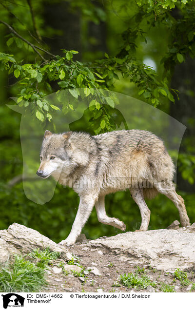 Timberwolf / deer wolf / DMS-14662