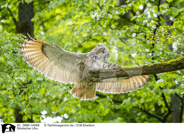 Sibirischer Uhu / Siberian Eagle Owl / DMS-14688