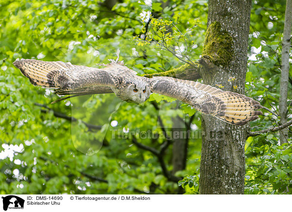 Sibirischer Uhu / Siberian Eagle Owl / DMS-14690