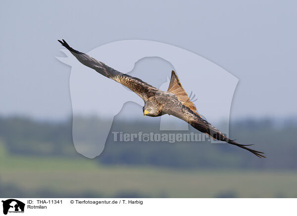 Rotmilan / red kite / THA-11341