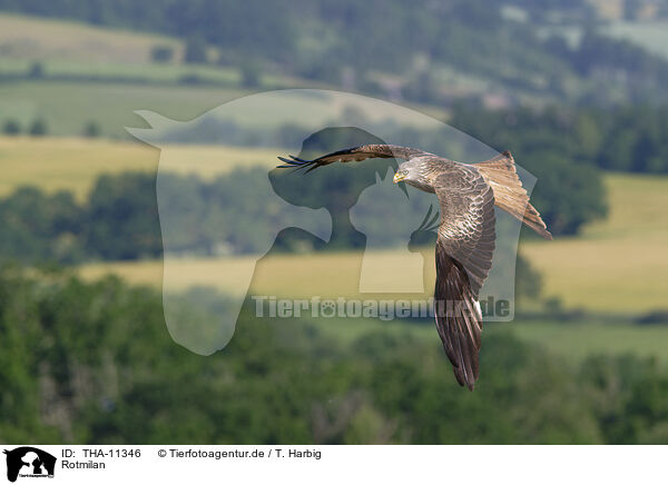 Rotmilan / THA-11346