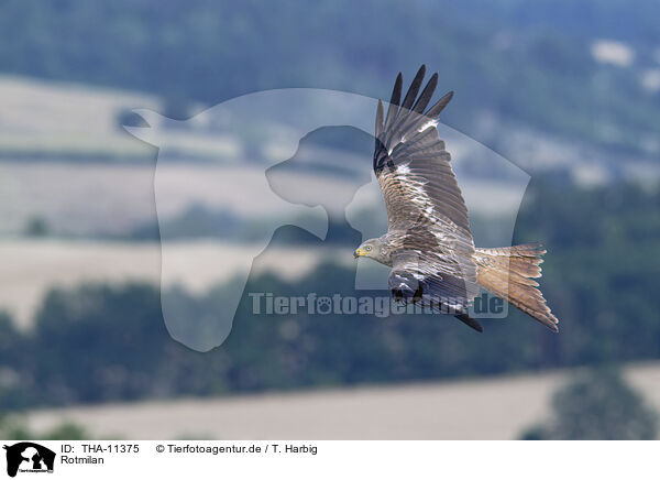 Rotmilan / red kite / THA-11375