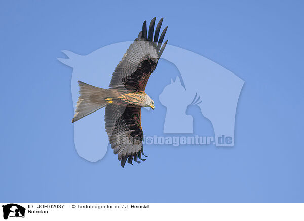 Rotmilan / red kite / JOH-02037