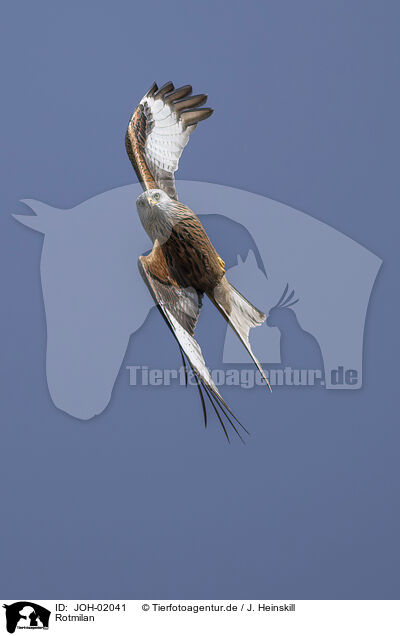 Rotmilan / red kite / JOH-02041