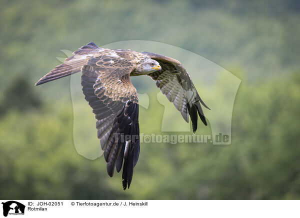 Rotmilan / red kite / JOH-02051