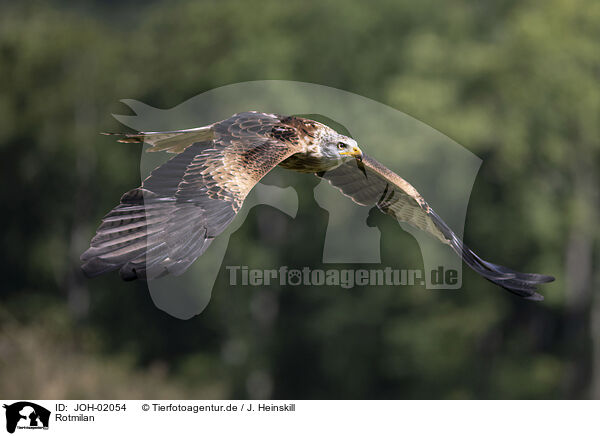 Rotmilan / red kite / JOH-02054