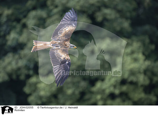 Rotmilan / red kite / JOH-02055