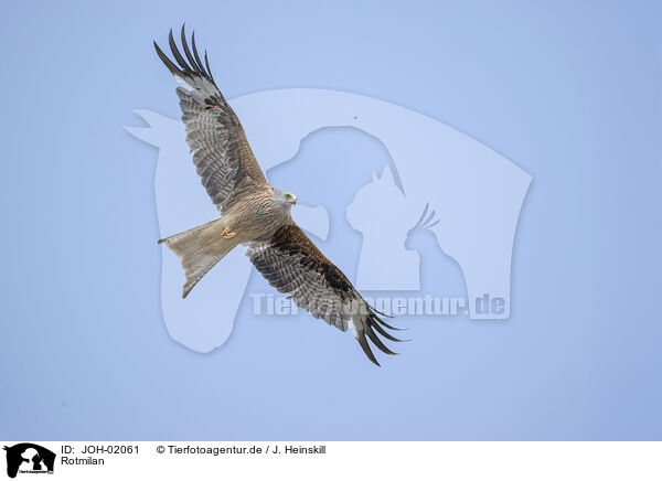 Rotmilan / red kite / JOH-02061