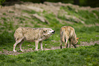 Timberwolf