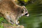 Waschbr