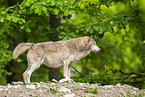 Timberwolf