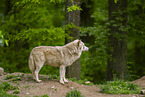Timberwolf