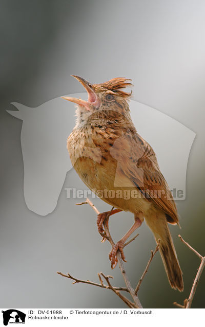 Rotnackenlerche / rufous-naped lark / DV-01988