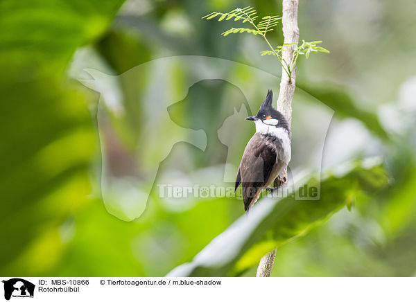 Rotohrb�lb�l / red-whiskered bulbul / MBS-10866