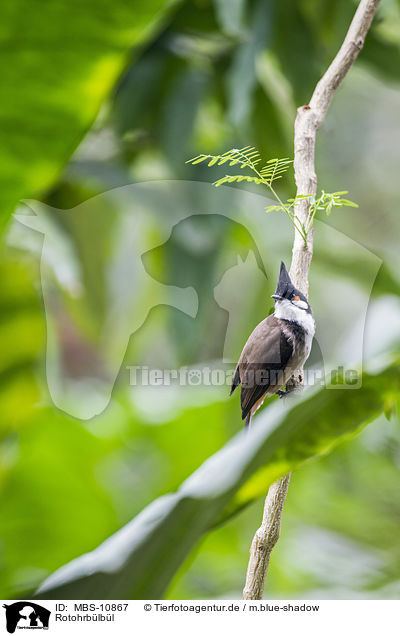 Rotohrb�lb�l / red-whiskered bulbul / MBS-10867