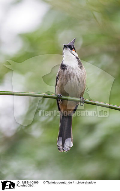 Rotohrblbl / red-whiskered bulbul / MBS-10869