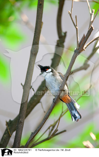 Rotohrb�lb�l / red-whiskered bulbul / MAZ-04781