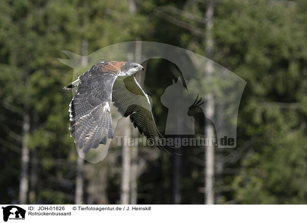 Rotrckenbussard / red-backed buzzard / JOH-01626