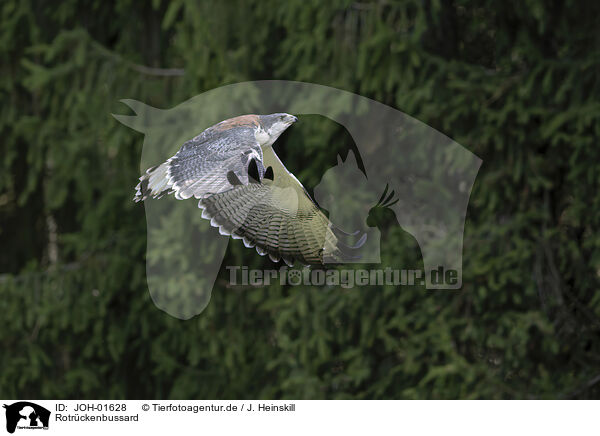 Rotrckenbussard / JOH-01628