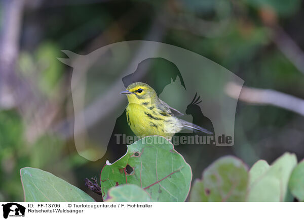 Rotscheitel-Waldsnger / white-lored warbler / FF-13706