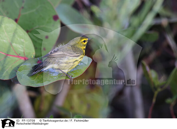 Rotscheitel-Waldsnger / white-lored warbler / FF-13709