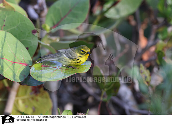 Rotscheitel-Waldsnger / white-lored warbler / FF-13713