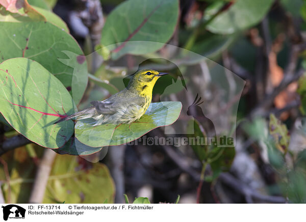 Rotscheitel-Waldsnger / white-lored warbler / FF-13714