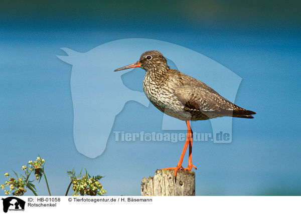 Rotschenkel / common redshank / HB-01058
