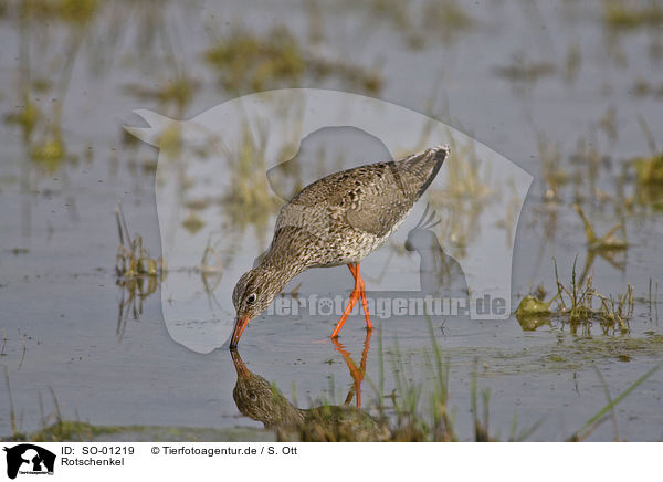 Rotschenkel / redshank / SO-01219