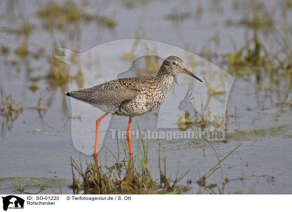 Rotschenkel / redshank / SO-01220