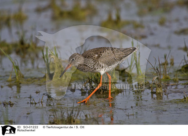 Rotschenkel / redshank / SO-01222