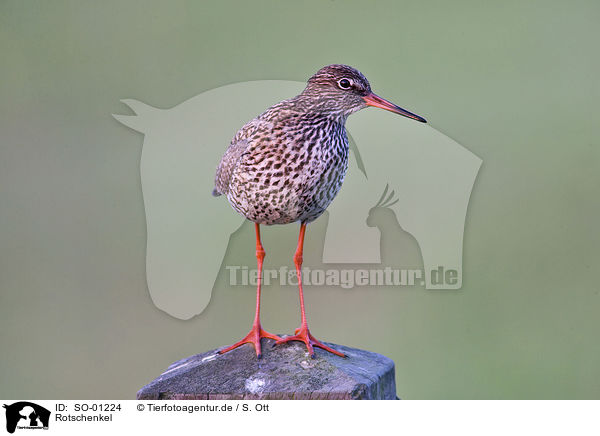 Rotschenkel / redshank / SO-01224