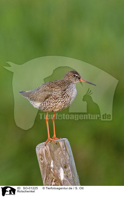 Rotschenkel / redshank / SO-01225