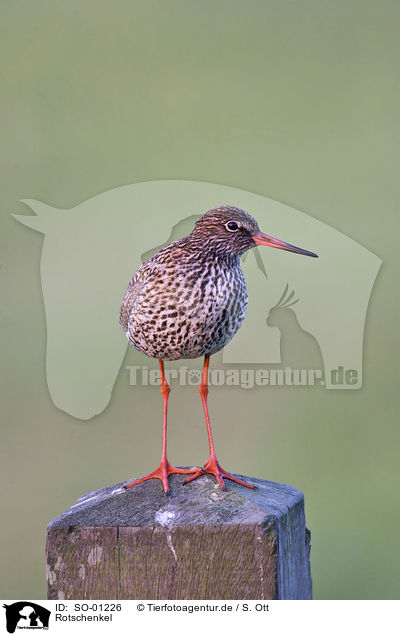 Rotschenkel / redshank / SO-01226