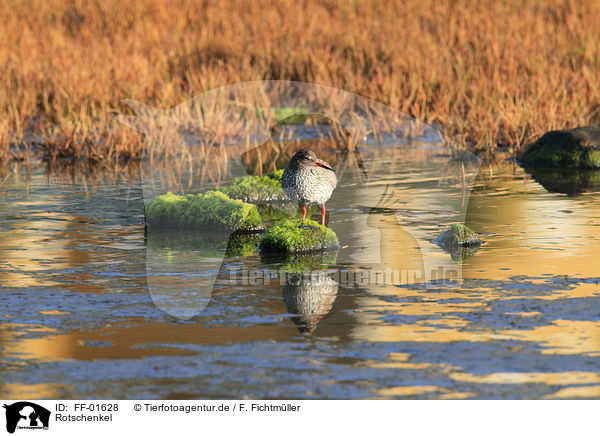 Rotschenkel / common redshank / FF-01628