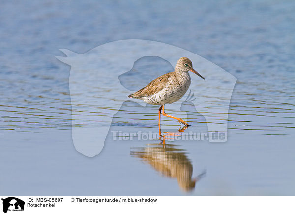 Rotschenkel / common redshank / MBS-05697